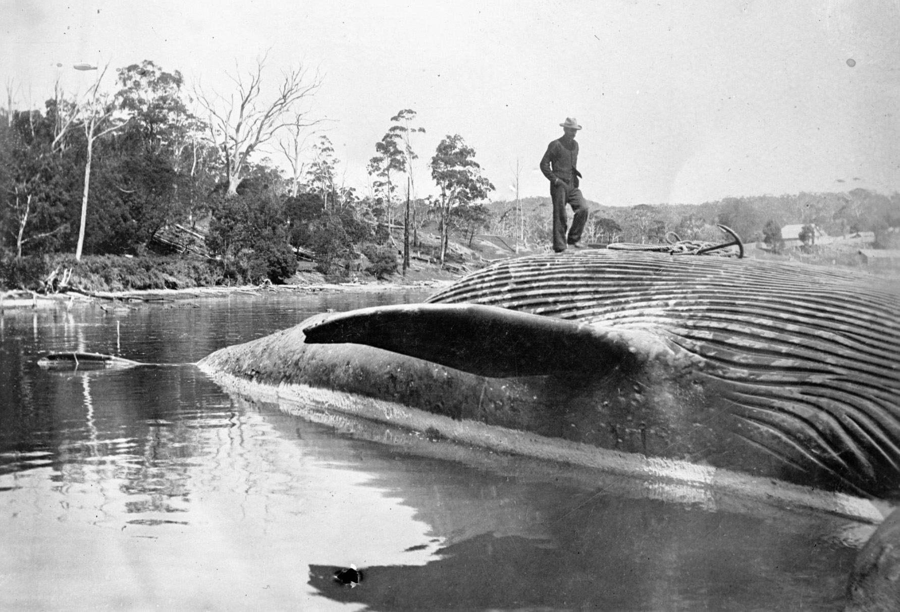 <p>A man on a dead whale, Twofold Bay, New South Wales</p>
