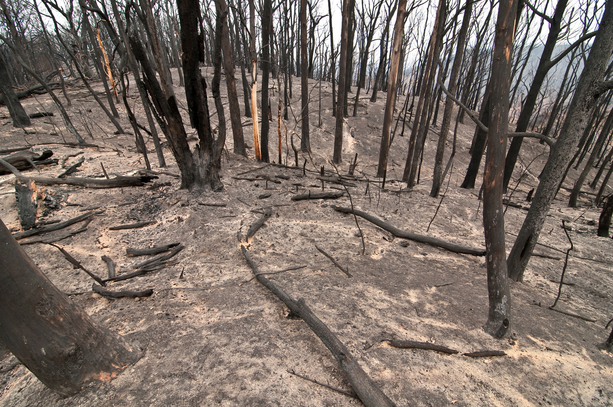Kinglake National Park after the Black Saturday bushfires, 2009