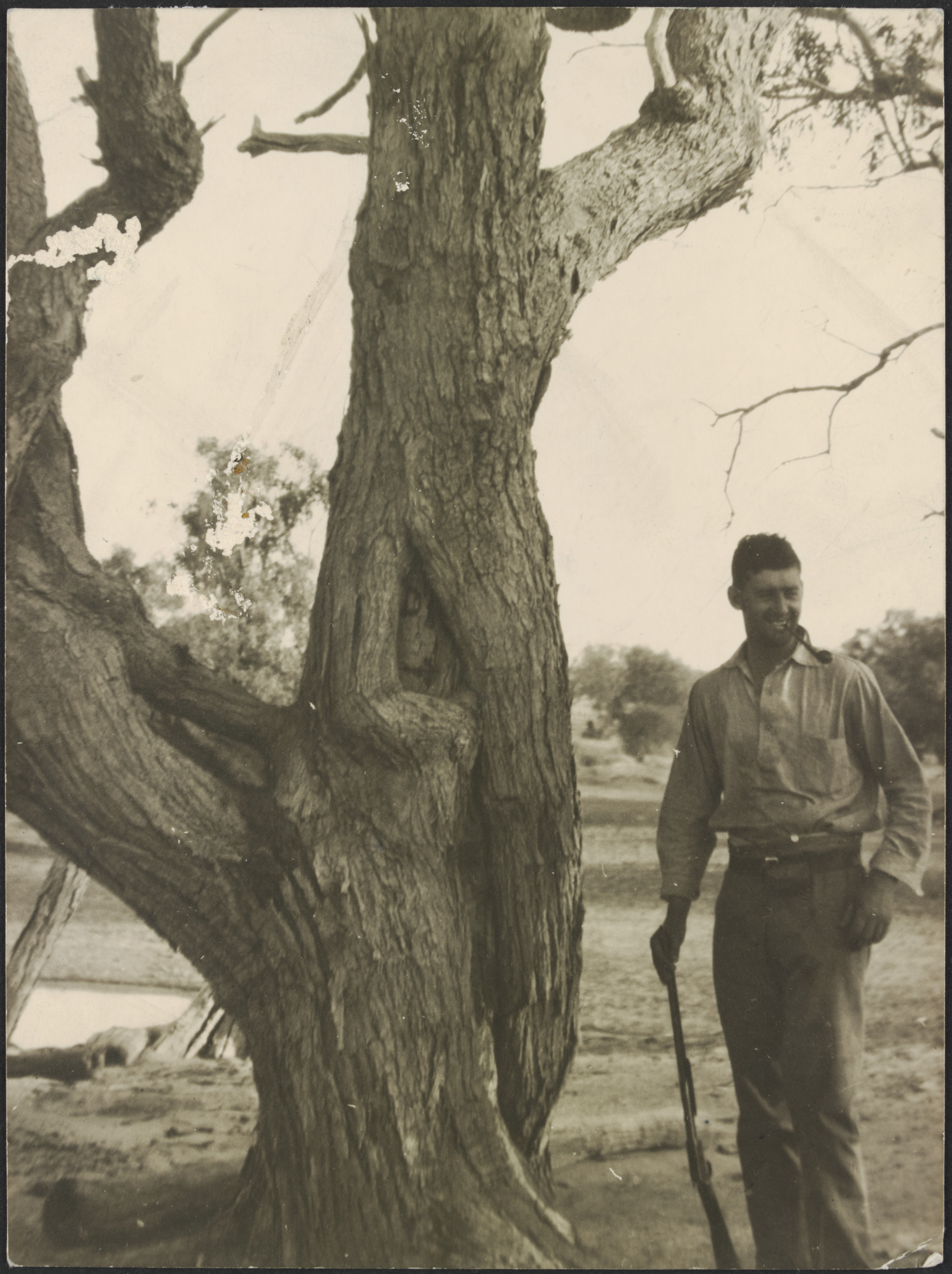 The Dig Tree at Cooper Creek.