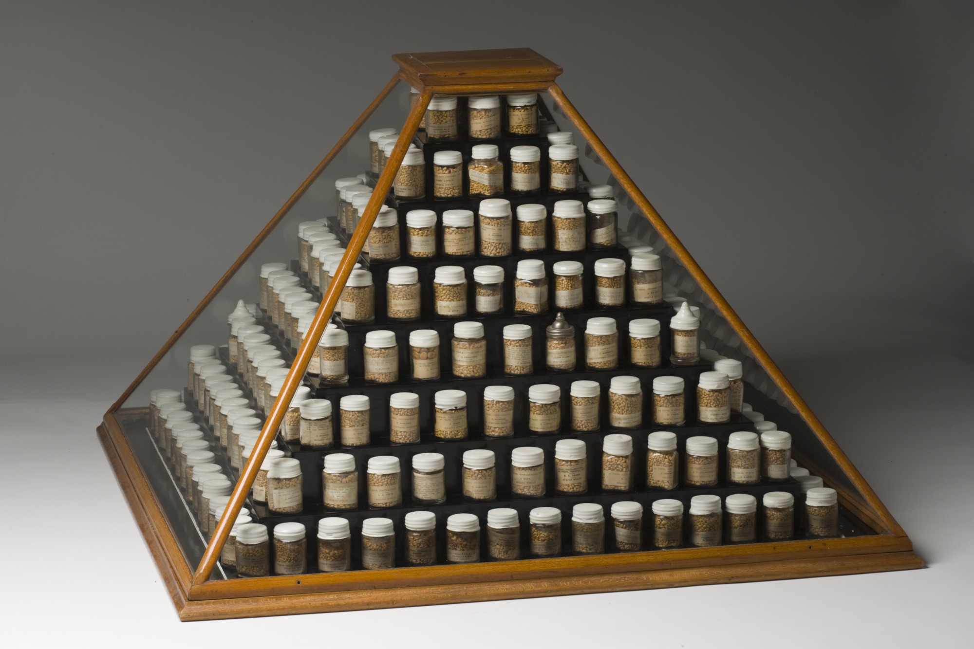 <p>A display of wheat samples</p>

