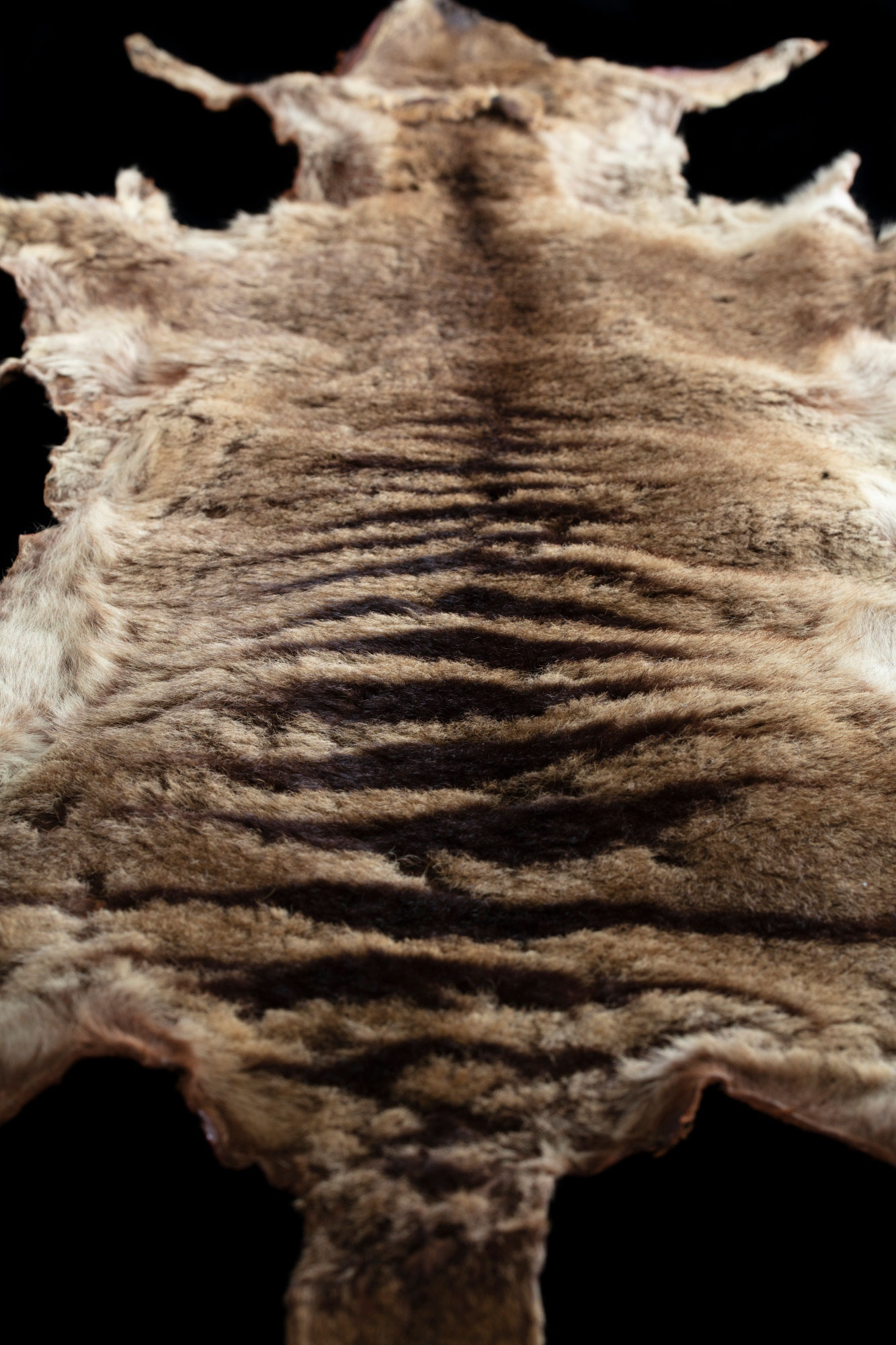 Pelt of a thylacine.
