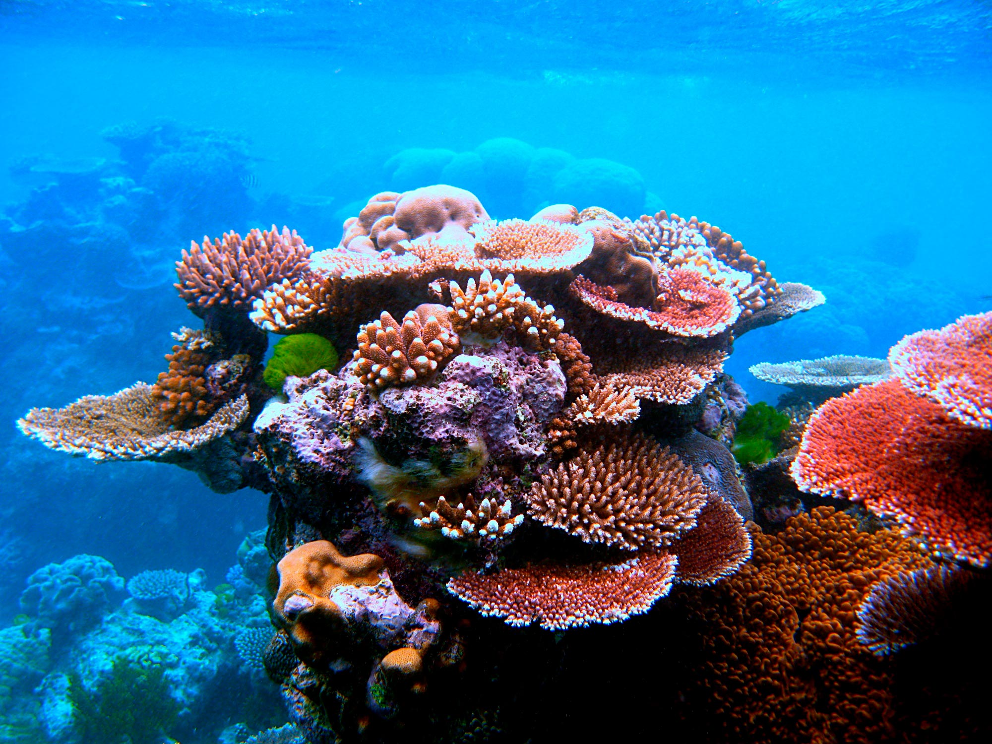 <p>Coral outcrop on Flynn Reef, off the coast of Cairns on the Great Barrier Reef</p>
