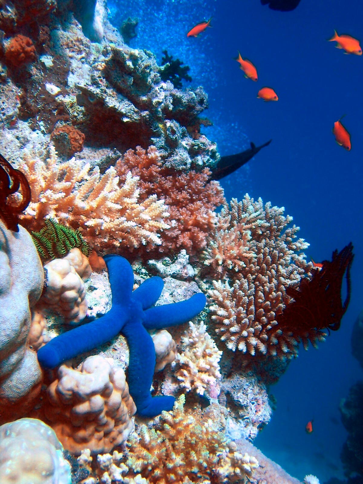 A starfish resting on hard coral, Ribbon Reefs, north of Cooktown, Great Barrier Reef.