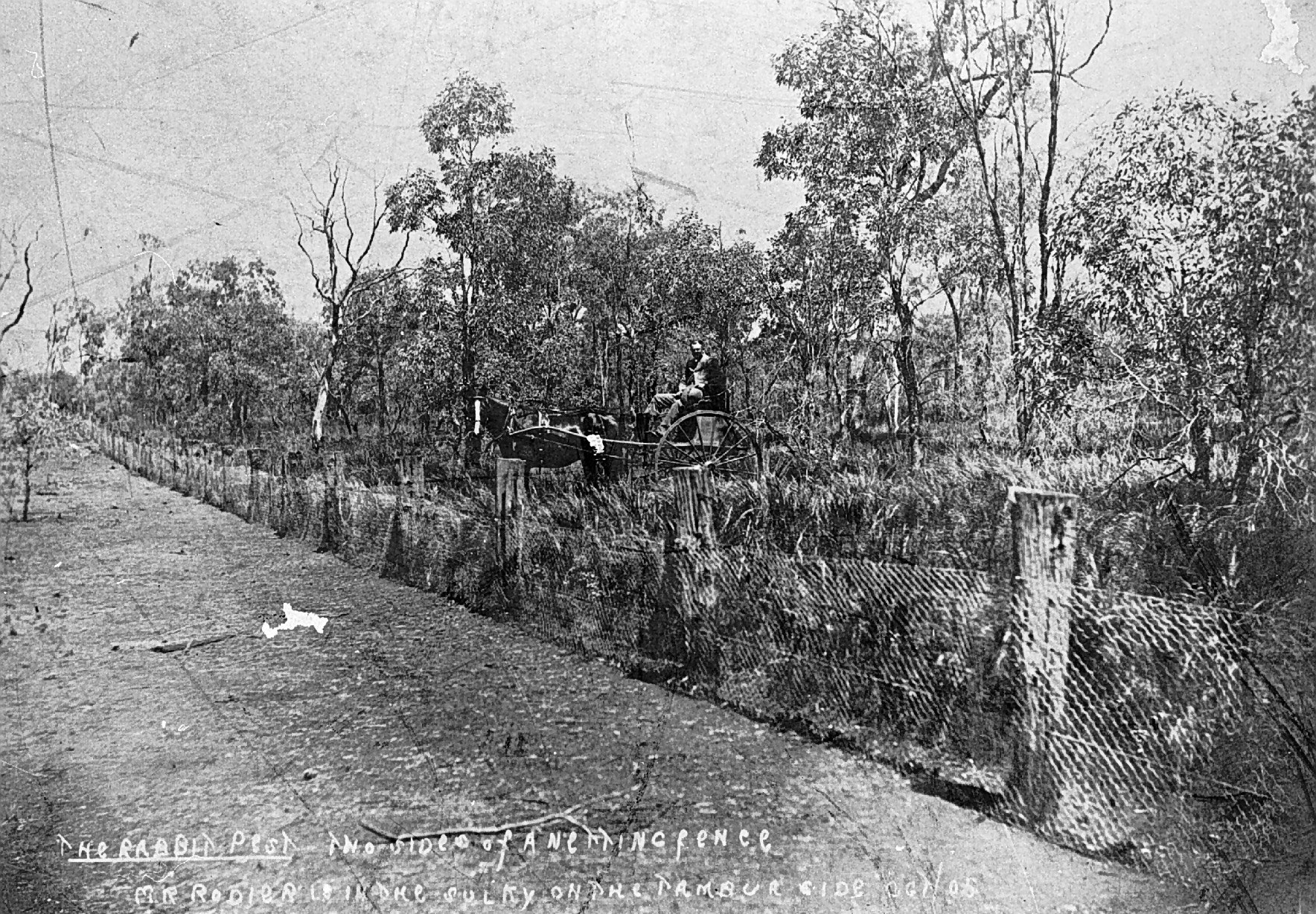 Rabbit fence, New South Wales, 1905