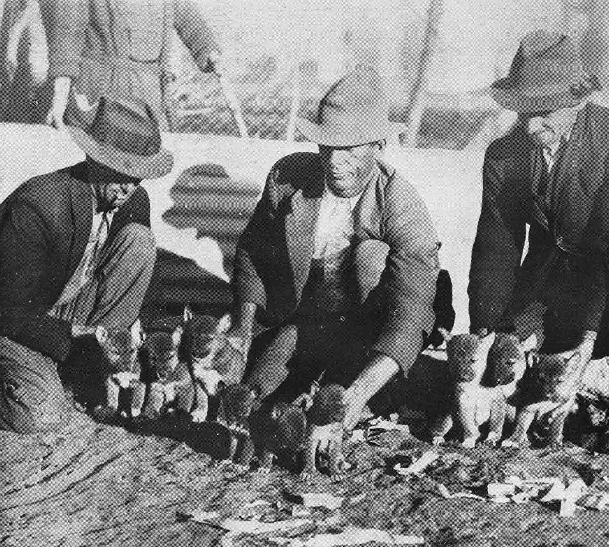 <p>Two litters of wild dingoes caught by dingo hunters at Gulguba, Queensland</p>
