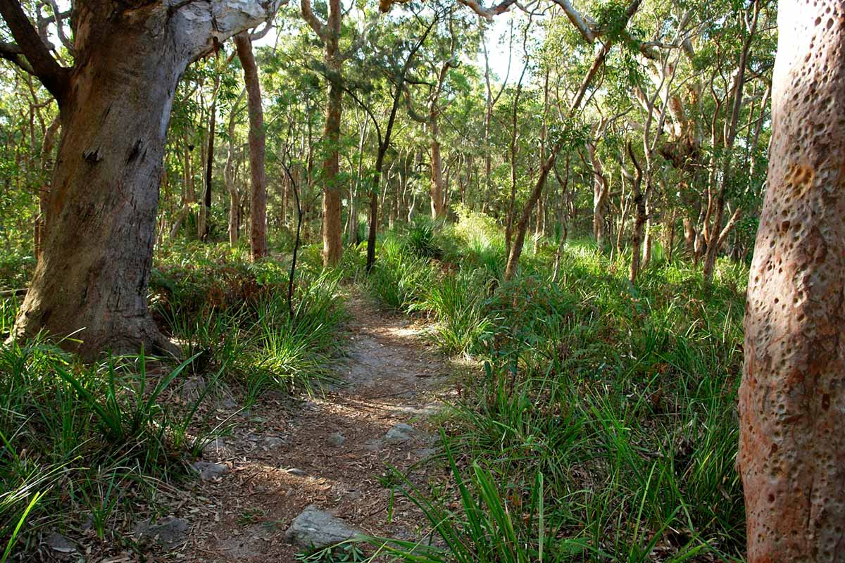 <p>Royal National Park, Coast Walk, 2009</p>
