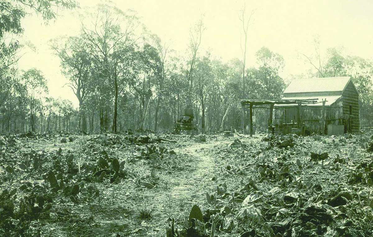 Black and white photograph of farmland impacted by a prickly pear infestation.