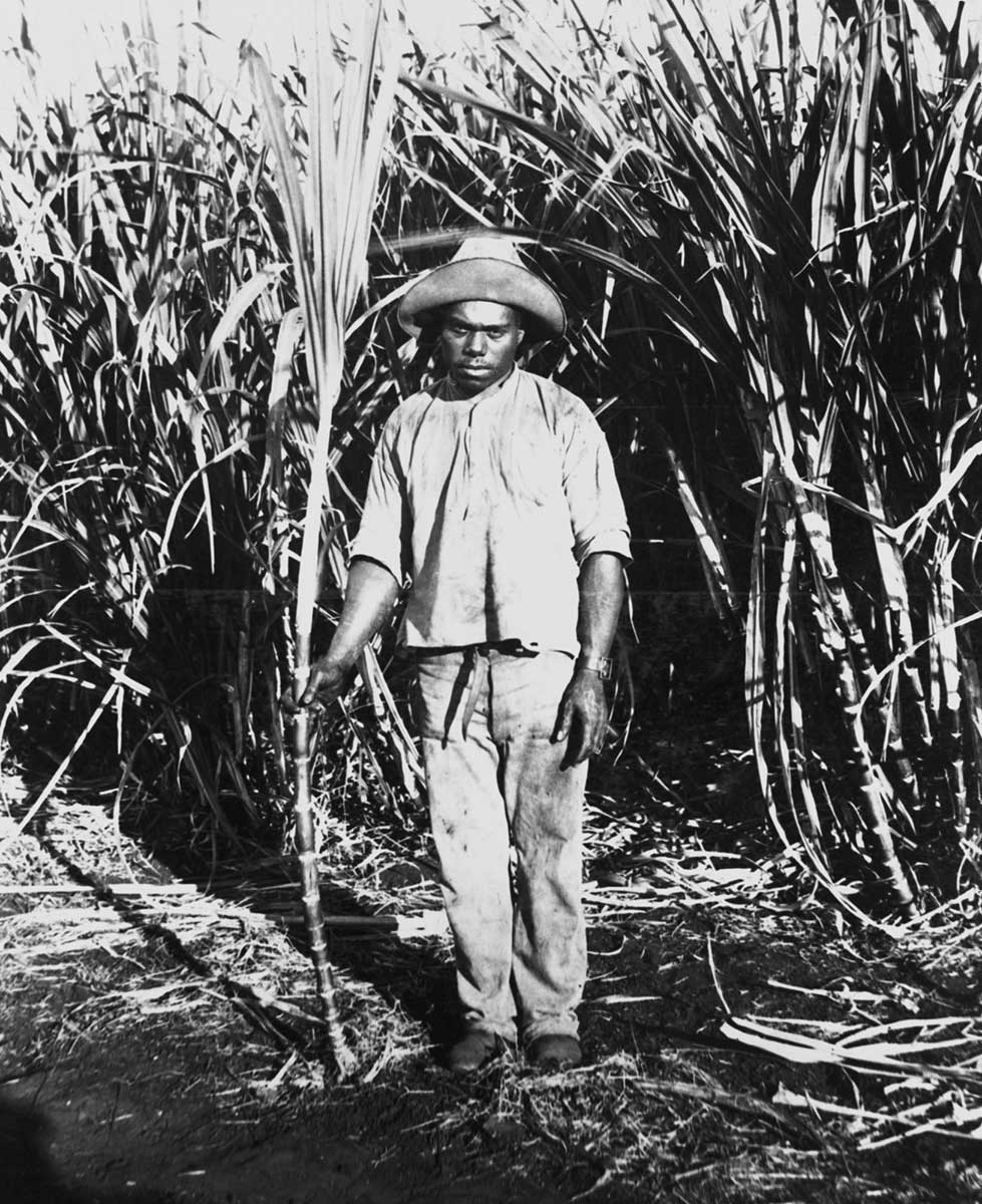 <p>South Sea Islander labourer in the sugar cane fields at Bingera, about 1898</p>
