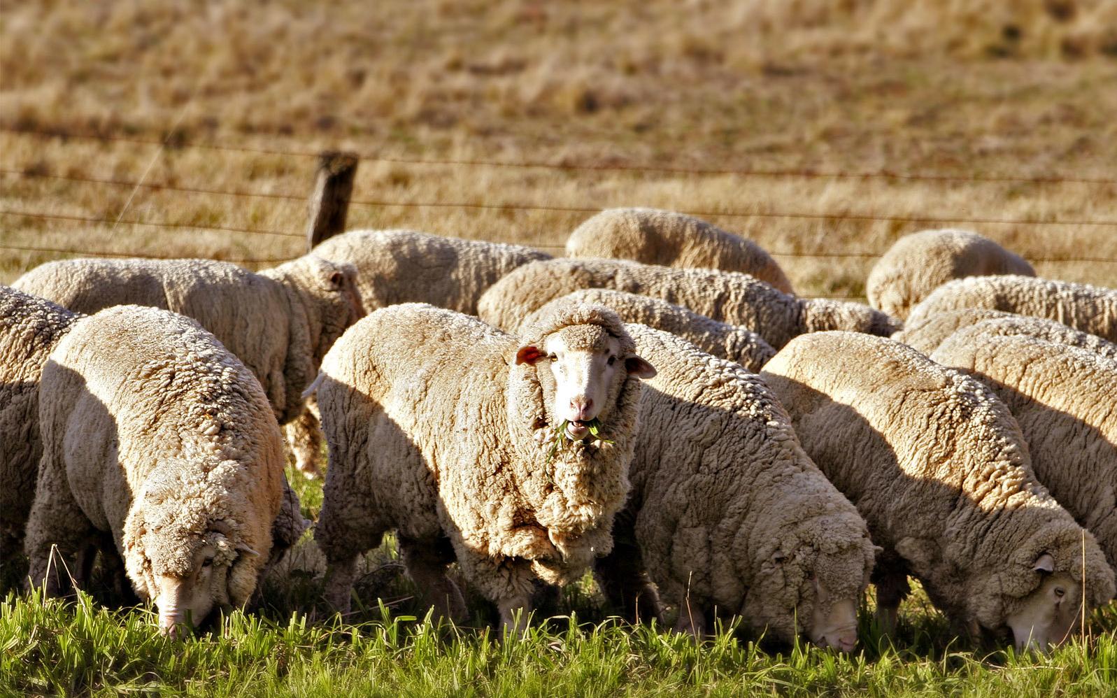Merino sheep.