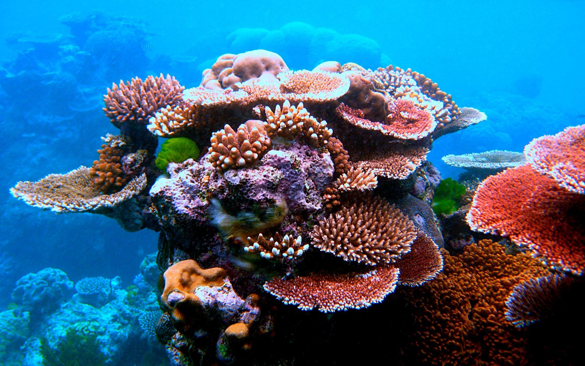 Coral outcrop on Flynn Reef, off the coast of Cairns on the Great Barrier Reef.