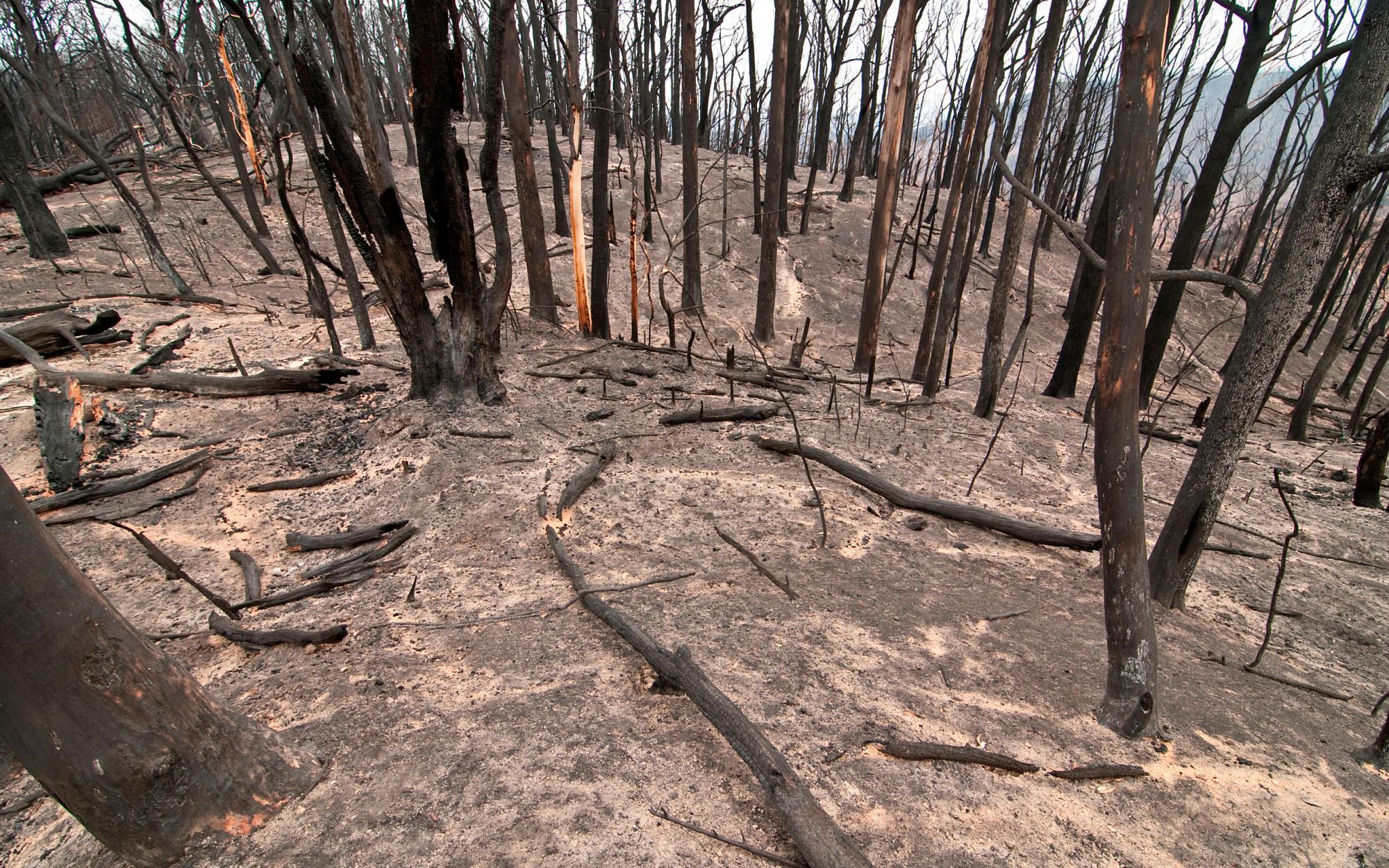 Kinglake National Park after the Black Saturday bushfires, 2009.