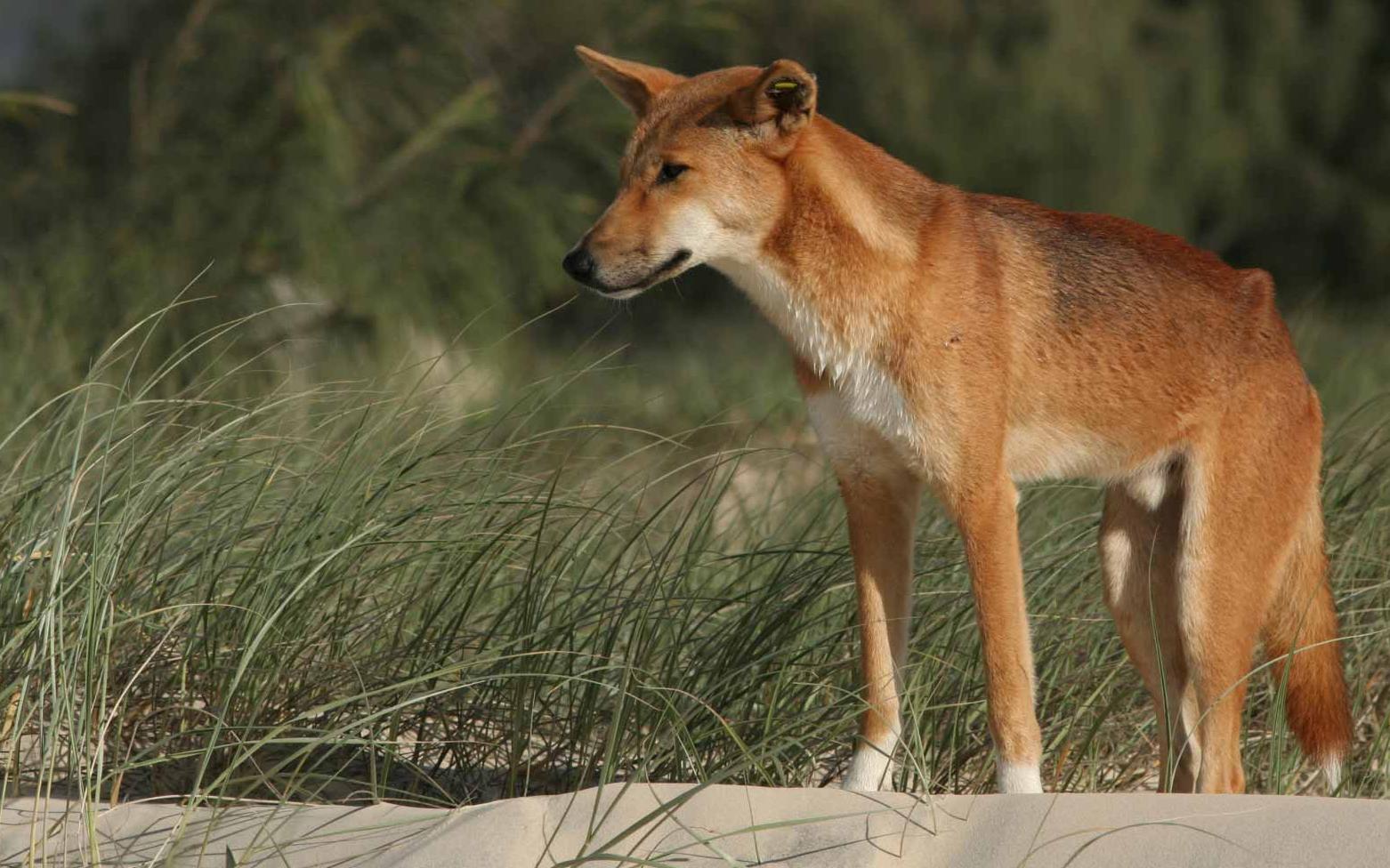 Photograph of dingo looking out from grass-covered sand.