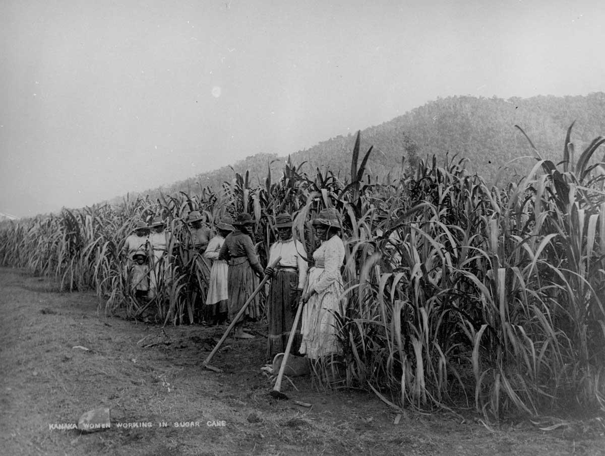 Black-and-white photograph of female labourers standing beside a sugar cane field. Printed at the bottom left hand corner reads 'KANAKA WOMEN WORKING IN SUGAR CANE'.